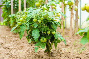 Production of tomatoes in the greenhouse. Shallow depth of field.