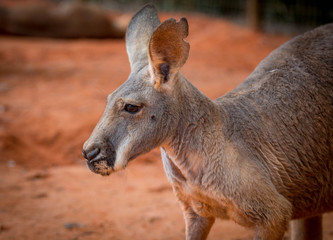 Fototapeta premium Kangaroo in the Outback 