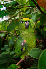 Cotorra o loro posando en una rama