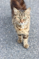 Brown cat at outdoor