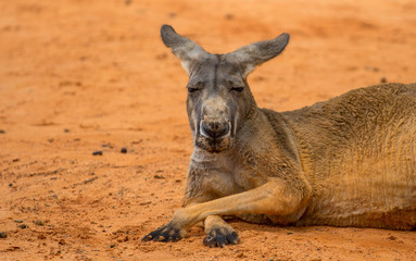 Kangaroo in the Sand 