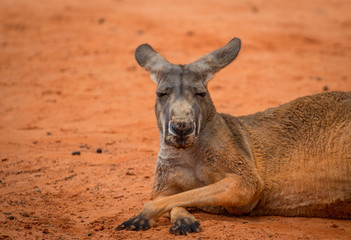 Kangaroo in the Sand 