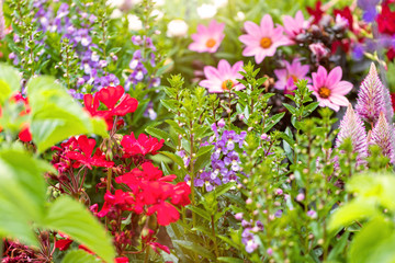 garden flowers summer background