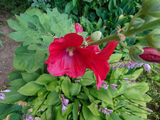 red flower in the garden