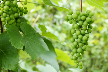 Green young wine grapes in the vineyard. Beginning of summer close up grapes growing on vines in a vineyard.