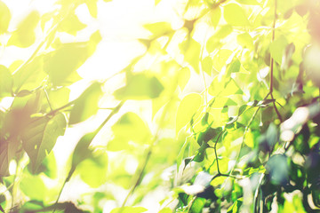 Morning light through summer green goliage. Natural