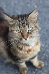 Brown cat at outdoor