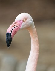 Primo piano di Fenicottero Cileno 