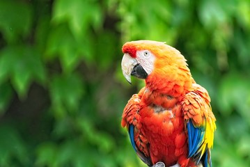 Ara Macao from Americas, endangered parrot