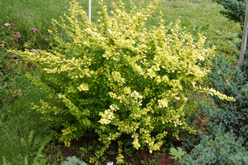 Barberis Tunberga Yellow flower bush in garden