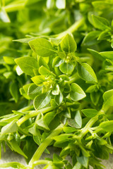 Raw Green Organic Spicy Greek Basil