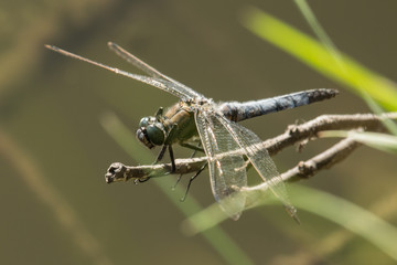 Plattbauchlibelle am Teich