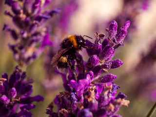 Close Up bumblebee at Lavender in Bokeh Style