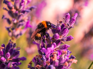 Close Up bumblebee at Lavender in Bokeh Style