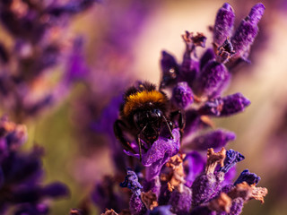 Close Up bumblebee at Lavender in Bokeh Style