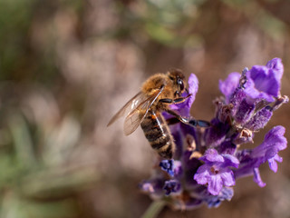 Close Up Bee at Lavender in Bokeh Style