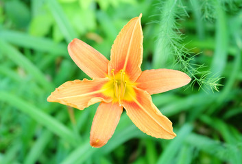 Orange daylily flower (Hemerocállis) among the greenery in a flower bed in the garden in summer.