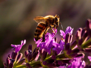 Close Up Bee at Lavender in Bokeh Style
