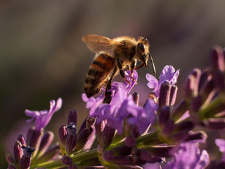 Close Up Bee at Lavender in Bokeh Style