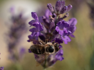 Close Up Bee at Lavender in Bokeh Style