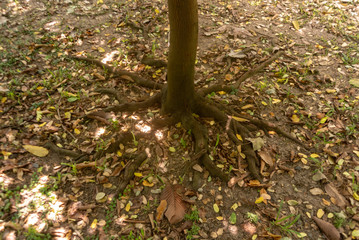 autumn leaves in the forest