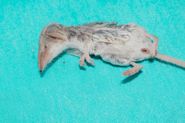 Mouse experimental dead gray on a blue background for medicine