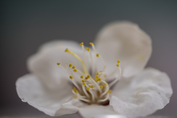 Fototapeta na wymiar flower macro