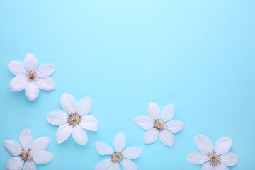 Frame of white flowers on blue background, flat lay