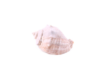 Seashell isolated on white background, cut out