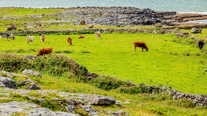 Cattle grazing among stone fences between Fanore and Ballyvaughan, Wild Atlantic Way, beautiful...