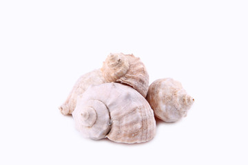 Seashells isolated on a white background, cut out