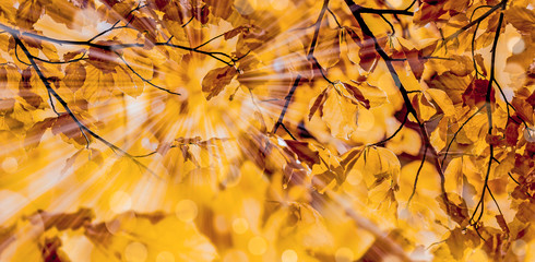 spring forest - fresh leaves and sun rays