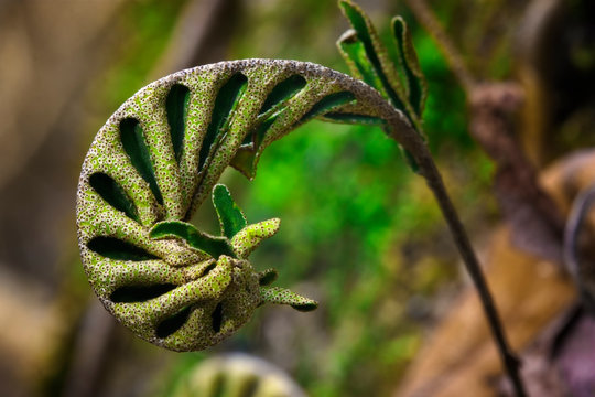 Resurrection Fern