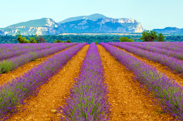 wunderschönes Lavendelfeld in der Provence