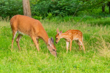 Naklejka na ściany i meble Mother and baby deer - fawn and doe - together in the forest
