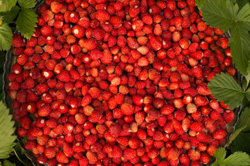 Strawberry plant with green leaves and ripe red fruits, red berry - Fragaria vesca.