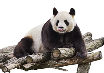 Giant panda with tongue out and lying on wood flooring isolated on white background.