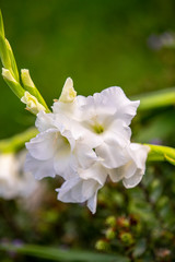 fleur blanche
