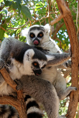 Канары Canaries