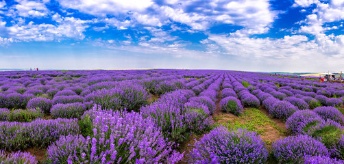 Obraz na płótnie Canvas Beautiful lavender fields on a sunny day. lavender blooming scented flowers. Field against the sky. Moldova.