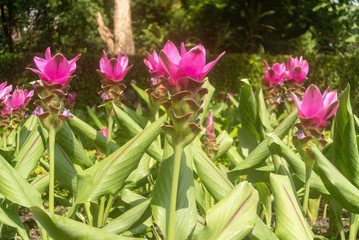flowers in the garden