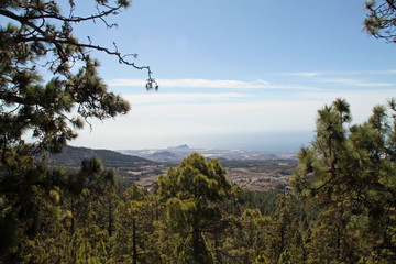Канары Canaries