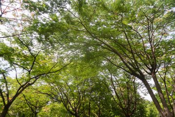 tree in the forest