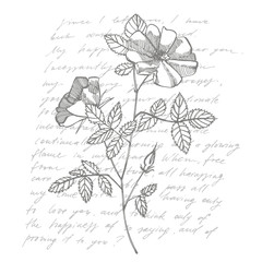 Wild rose flowers drawing and sketch illustrations. Decorative floral set for fabric, textile, wrapping paper, card, invitation, wallpaper, web design. Handwritten abstract text.