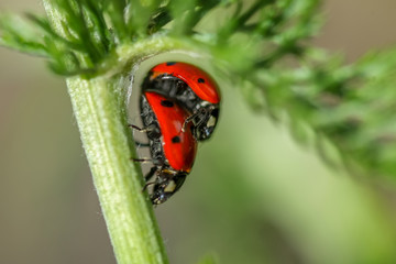 Allphotokz Beetle 20080701 9814 1DM3