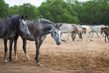 Free horses by the river