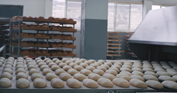 Conveyor belt of raw bread ready to go on the automated belt line in a modern bakery industry factory