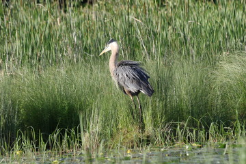 Ruffled Great Blue Heron
