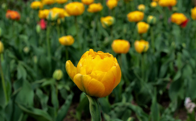 Beautiful large flowers - yellow tulips bloom in spring (Tulipa Double Early)