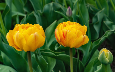 Fototapeta premium Beautiful large flowers - yellow tulips bloom in spring (Tulipa Double Early)